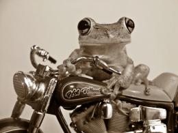 Easy Rider